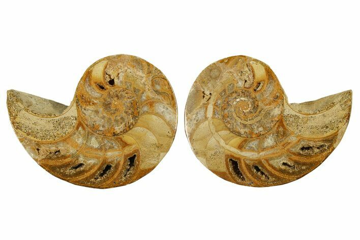 Jurassic Cut & Polished Nautilus (Cymatoceras) Fossil -Madagascar #287988